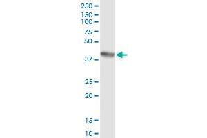 Immunoprecipitation of AHSA1 transfected lysate using anti-AHSA1 MaxPab rabbit polyclonal antibody and Protein A Magnetic Bead , and immunoblotted with AHSA1 purified MaxPab mouse polyclonal antibody (B01P) . (AHSA1 antibody  (AA 1-338))