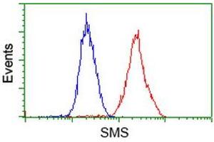 Image no. 2 for anti-Spermine Synthase, SMS (SMS) antibody (ABIN1501094) (SMS antibody)