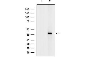 Western blot analysis of lysates from Hela cells, using SP5 Antibody.