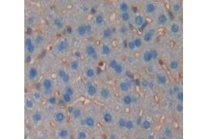 IHC-P analysis of Mouse Tissue, with DAB staining. (TGFBR2 antibody  (AA 209-590))
