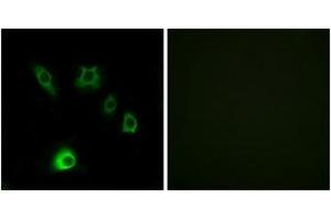 Immunofluorescence analysis of HuvEc cells, using FGF18 Antibody. (FGF18 antibody  (AA 151-200))