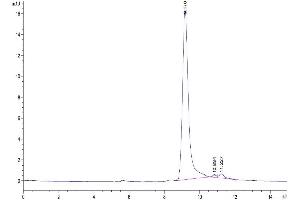 The purity of Biotinylated Human IFN gamma is greater than 95 % as determined by SEC-HPLC.