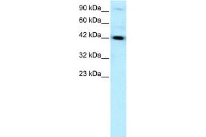 WB Suggested Anti-HNF1B Antibody Titration:  0. (HNF1B antibody  (N-Term))