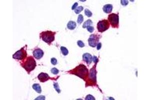 Anti-GPR137B / TM7SF1 antibody immunocytochemistry (ICC) staining of HEK293 human embryonic kidney cells transfected with GPR137B / TM7SF1. (GPR137B antibody  (C-Term))
