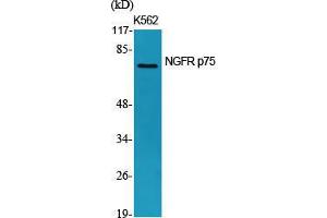 Western Blotting (WB) image for anti-Nerve Growth Factor Receptor (NGFR) (Internal Region) antibody (ABIN6285332)