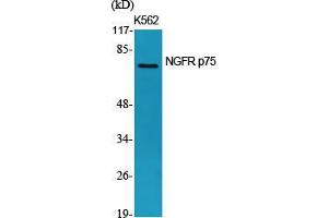 Western Blot (WB) analysis of specific cells using NGFR p75 Polyclonal Antibody. (NGFR antibody  (Internal Region))