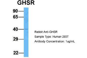 Host: Rabbit  Target Name: GHSR  Sample Tissue: Human 293T  Antibody Dilution: 1.