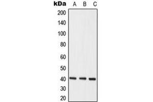 Western blot analysis of hNRNP C expression in MCF7 (A), K562 (B), HeLa (C) whole cell lysates. (HNRNPC antibody  (C-Term))