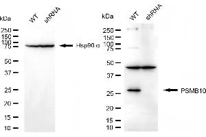 Western blotting analysis using PSMB10 antibody (ABIN7800961).