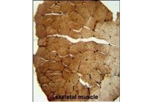 S35B2 antibody (C-term) (ABIN653997 and ABIN2843933) immunohistochemistry analysis in formalin fixed and paraffin embedded human skeletal muscle followed by peroxidase conjugation of the secondary antibody and DAB staining. (SLC35B2 antibody  (C-Term))