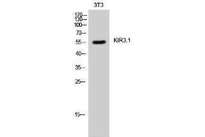 Western Blotting (WB) image for anti-Potassium Inwardly-Rectifying Channel, Subfamily J, Member 3 (KCNJ3) (Ser685) antibody (ABIN3185301) (KCNJ3 antibody  (Ser685))