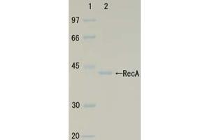 SDS-PAGE (SDS) image for RecA (Active) protein (ABIN2452179) (RecA (Active) Protein)