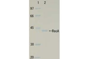 SDS-PAGE (SDS) image for RecA (Active) protein (ABIN2452179) (RecA (Active) Protein)