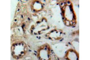 Used in DAB staining on fromalin fixed paraffin-embedded Kidney tissue (PTGES2 antibody  (AA 145-357))
