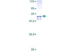 Image no. 1 for SRY (Sex Determining Region Y)-Box 15 (SOX15) (AA 1-233) protein (GST tag) (ABIN1320989) (SOX15 Protein (AA 1-233) (GST tag))