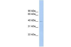 FCRLA antibody used at 1 ug/ml to detect target protein. (FCRLA antibody  (Middle Region))