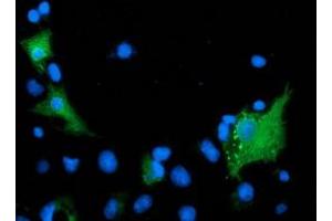 Anti-ARFGAP1 mouse monoclonal antibody (ABIN2454349) immunofluorescent staining of COS7 cells transiently transfected by pCMV6-ENTRY ARFGAP1 (RC206987). (ARFGAP1 antibody)