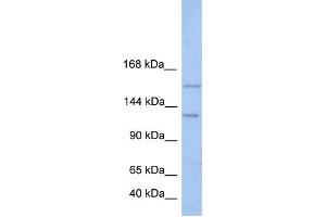 Western Blotting (WB) image for anti-Bromodomain and PHD Finger Containing, 3 (BRPF3) antibody (ABIN2459435) (BRPF3 antibody)