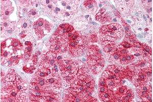 Immunohistochemistry with Adrenal tissue at an antibody concentration of 5µg/ml using anti-ARC antibody (ARP36563_P050) (ARC (Middle Region) antibody)