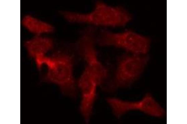 RAB40B antibody  (C-Term)