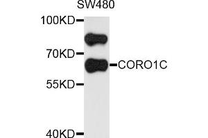 Western blot analysis of extracts of SW480 cells, using CORO1C antibody (ABIN5972610) at 1/1000 dilution. (CORO1C antibody)