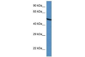 Western Blot showing UGDH antibody used at a concentration of 1 ug/ml against HepG2 Cell Lysate (UGDH antibody  (C-Term))
