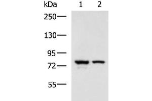 Western blot analysis of A172 and 231 cell lysates using IL17RD Polyclonal Antibody at dilution of 1:900 (IL17RD antibody)