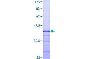 Dystroglycan Protein (AA 31-140) (GST tag)