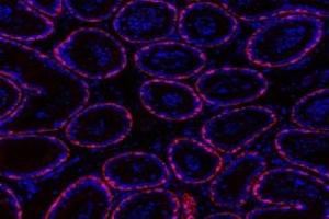 O3FAR1 antibody