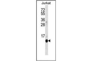 Western blot analysis of POLR2G Antibody (C-term) in Jurkat cell line lysates (35ug/lane).