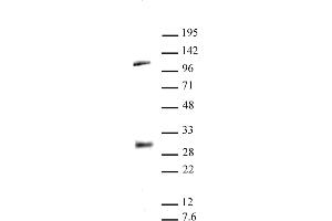LIN28A antibody (pAb) tested by Western blot. (LIN28A antibody  (C-Term))