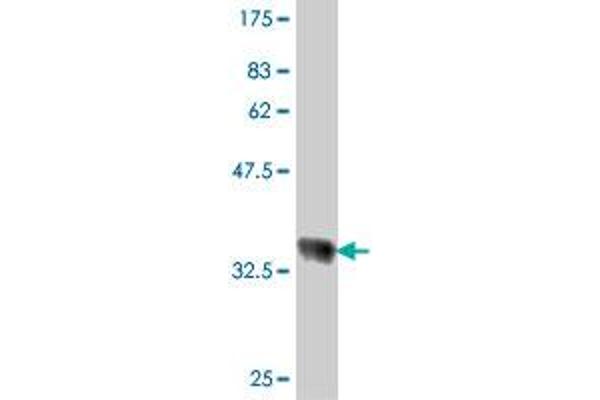 RPL18 antibody  (AA 90-188)