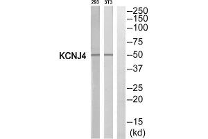 Western blot analysis of extracts from 293 cells and NIH/3T3 cells, using KCNJ4 antibody. (KCNJ4 antibody  (Internal Region))