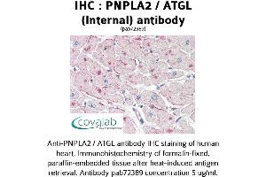 Image no. 1 for anti-Patatin-Like phospholipase Domain Containing 2 (PNPLA2) (Internal Region) antibody (ABIN1738173) (PNPLA2 antibody  (Internal Region))