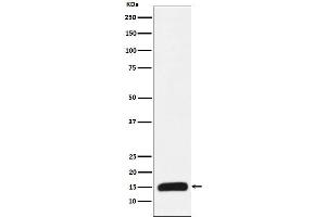 anti-H3C1 antibody