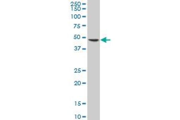 ELP4 antibody  (AA 101-199)