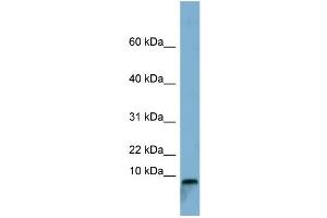 WB Suggested Anti-TCTA Antibody Titration:  0. (TCTA antibody  (Middle Region))