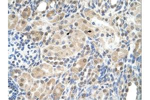 Immunohistochemistry (IHC) image for anti-Solute Carrier Family 9, Subfamily A (NHE9, Cation Proton Antiporter 9), Member 9 (SLC9A9) (C-Term) antibody (ABIN2781738) (SLC9A9 antibody  (C-Term))