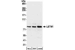 Western Blotting (WB) image for anti-Leucine Zipper-EF-Hand Containing Transmembrane Protein 1 (LETM1) (AA 625-675) antibody (ABIN7450411)
