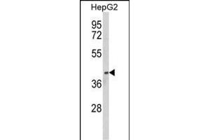 Western blot analysis of PON3 Antibody (N-term) (ABIN652536 and ABIN2842361) in HepG2 cell line lysates (35 μg/lane). (PON3 antibody  (N-Term))