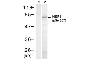 Western blot analysis of extract from H (HSF1 antibody  (pSer307))