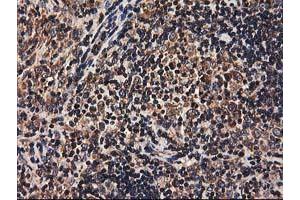 Image no. 6 for anti-Heme Oxygenase (Decycling) 2 (HMOX2) antibody (ABIN1498691) (HMOX2 antibody)