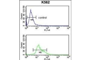 TRIP13 Antibody (N-term) (ABIN389357 and ABIN2839463) flow cytometry analysis of K562 cells (bottom histogram) compared to a negative control cell (top histogram). (TRIP13 antibody  (N-Term))
