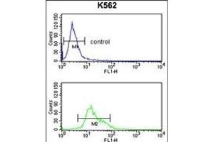 TRIP13 Antibody (N-term) (ABIN389357 and ABIN2839463) flow cytometry analysis of K562 cells (bottom histogram) compared to a negative control cell (top histogram).