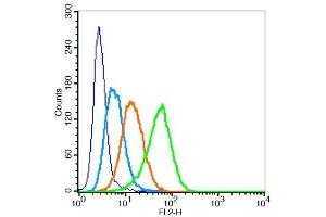 Human U937 cells probed with LAMP2 Polyclonal Antibody, Unconjugated  at 1:100 for 30 minutes followed by incubation with a PE Conjugated secondary (green) for 30 minutes compared to control cells (blue), secondary only (light blue) and isotype control (orange). (LAMP2 antibody  (AA 301-411))