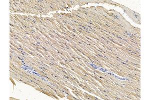 ABIN7096484 and ABIN7100548 at 1/100 staining rat muscle tissue by IHC-P. (TMEM107 antibody)