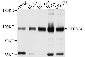 Western blot analysis of extracts of various cell lines, using GTF3C4 antibody (ABIN5996272) at 1/1000 dilution.