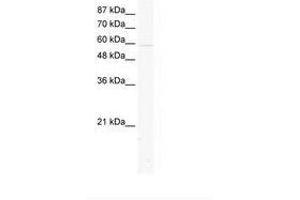 Image no. 1 for anti-Potassium Channel, Subfamily K, Member 10 (KCNK10) (AA 467-516) antibody (ABIN203202) (KCNK10 antibody  (AA 467-516))