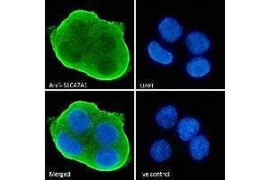 ABIN570957 Immunofluorescence analysis of paraformaldehyde fixed HepG2 cells, permeabilized with 0. (SLC47A1 antibody  (Internal Region))