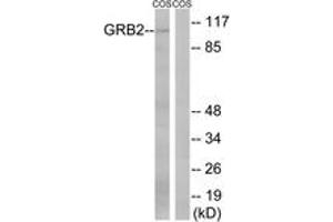 Western blot analysis of extracts from COS cells, using Gab2 (Ab-159) Antibody. (GAB2 antibody  (AA 125-174))